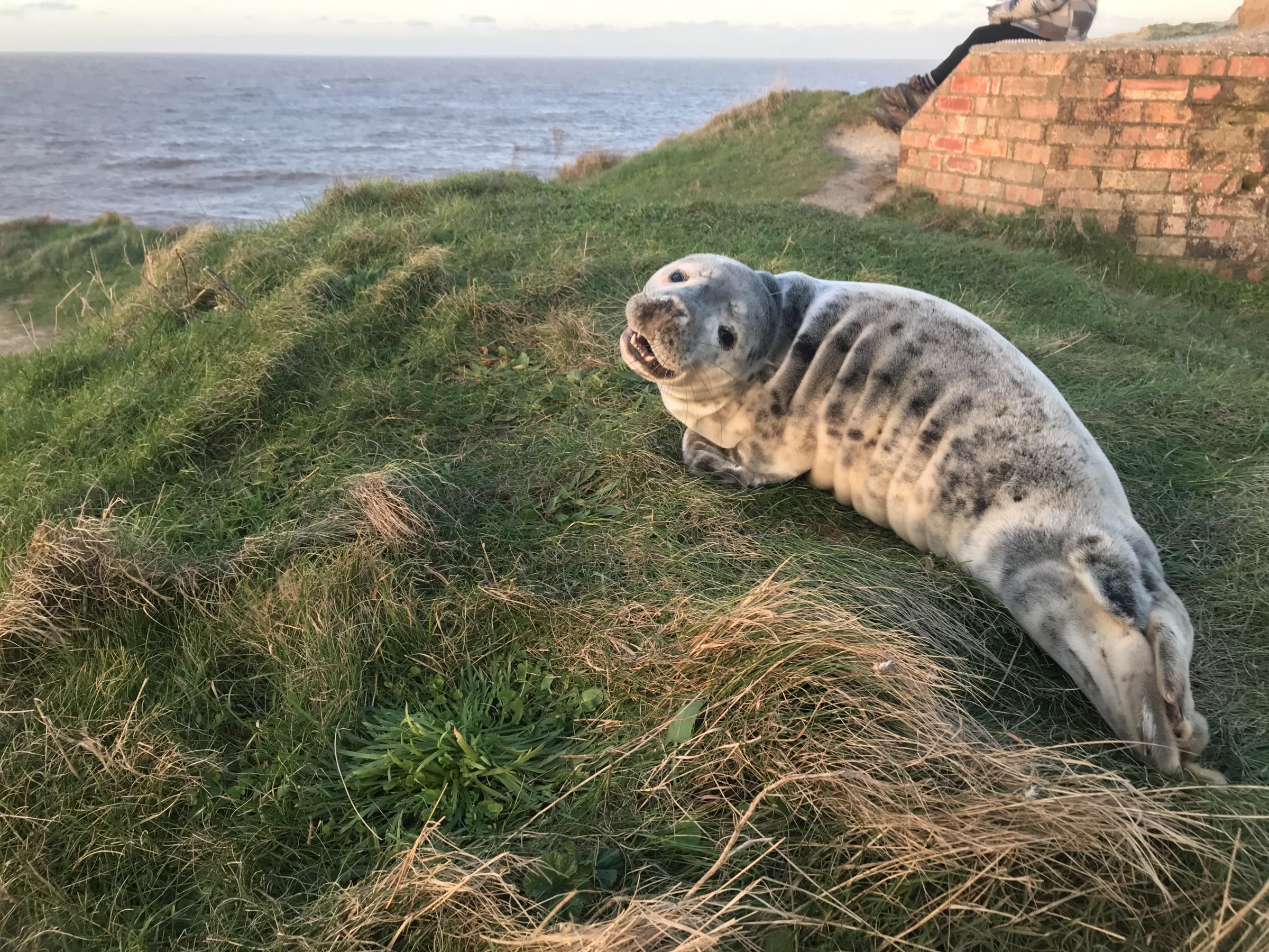 The three amazing Norfolk animal rescues of 2022