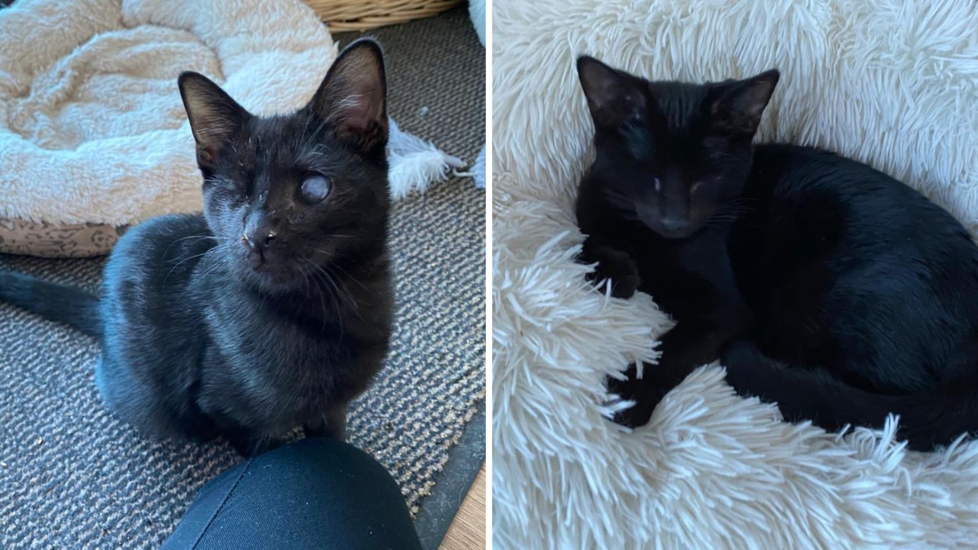 Could you rehome these two blind kittens who were dumped by the river?