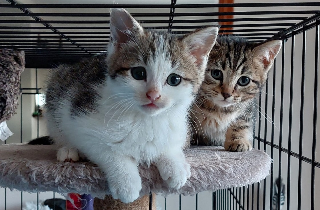 Two kittens rescued from 'cold and dirty loft' are ready to find a new home together