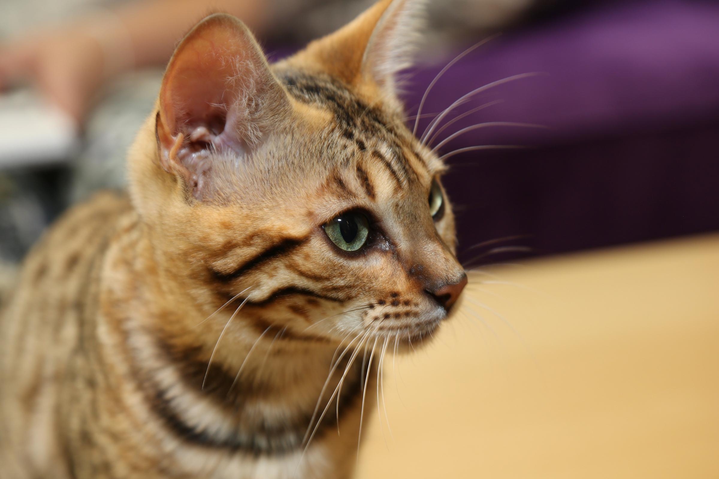 New cat cafe announced to open soon in Norfolk town